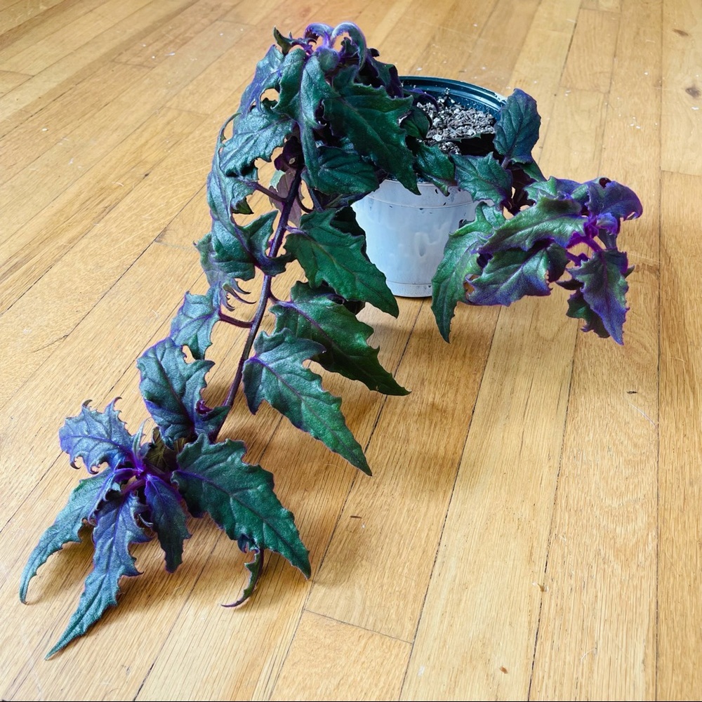 Live!!!  Purple Velvet Potted Plant - Picture 8 of 14